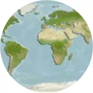 Anadara inaequivalvis - Animal