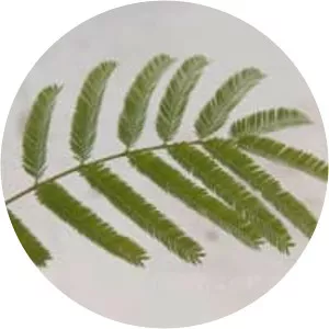 Anadenanthera colubrina