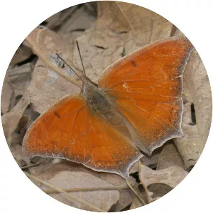 Anaea andria