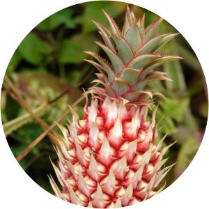 Ananas ananassoides photograph