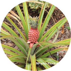 Ananas bracteatus photograph