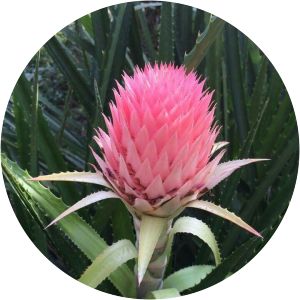 Ananas fritzmuelleri
