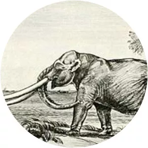 Anancus arvernensis - 