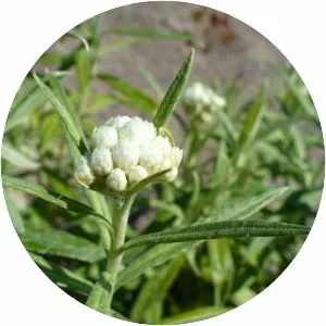 Anaphalis margaritacea