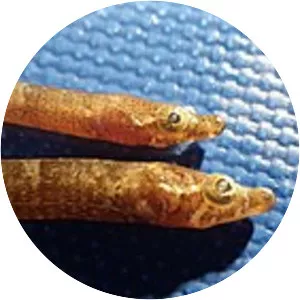 Anarchopterus criniger