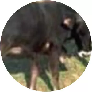 Anatolian Black cattle