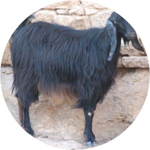 Anatolian Black Goat