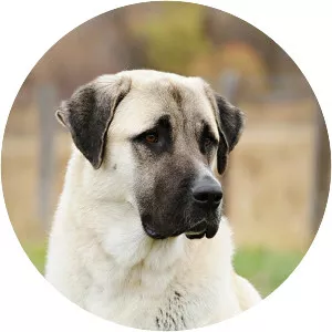 Anatolian Shepherd