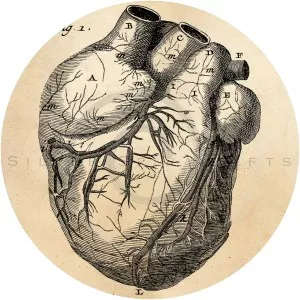 Anatomical Drawings - Book by Jean Mathe and Leonardo da Vinci