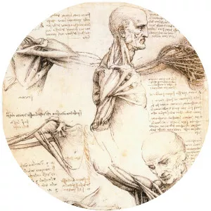 Anatomical studies of the shoulder