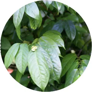 Anaxagorea javanica - Plants