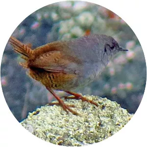 Ancash tapaculo