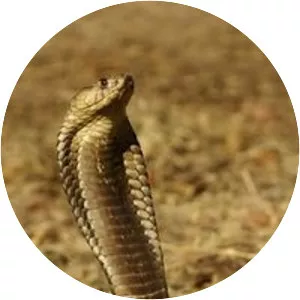 Anchieta's cobra