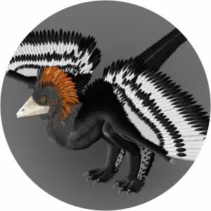 Anchiornis