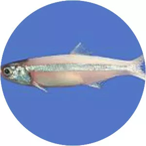Anchoa hepsetus