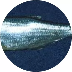 Anchovia clupeoides - 