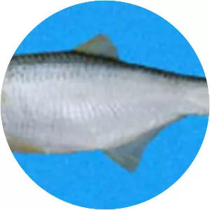 Anchovia macrolepidota - 