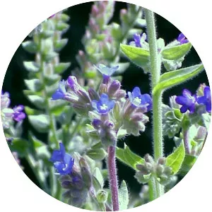Anchusa officinalis - Plants