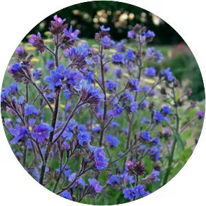 Anchusa