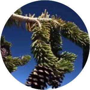 Ancient Bristlecone Pine Forest - 