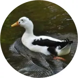 Ancona duck - Domestic duck breed