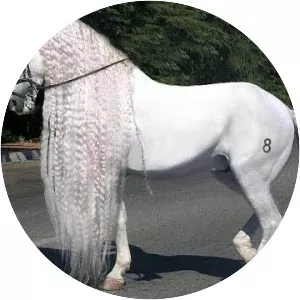 Andalusian horse