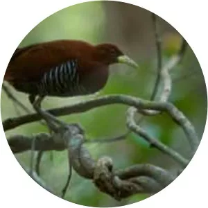 Andaman crake - Bird