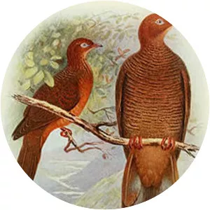 Andaman cuckoo-dove - Bird