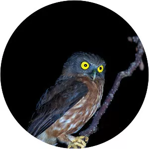 Andaman hawk-owl