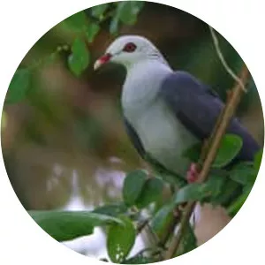 Andaman wood pigeon - Bird