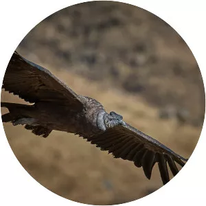 Andean condor