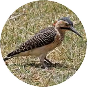 Andean flicker