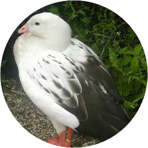 Andean goose - Bird