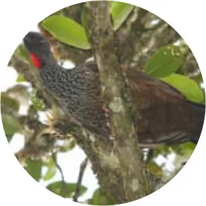 Andean guan