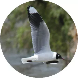 Andean Gull - Bird
