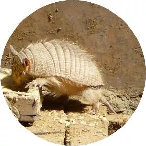 Andean hairy armadillo