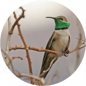 Andean hillstar - Bird