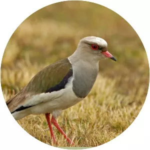 Andean lapwing