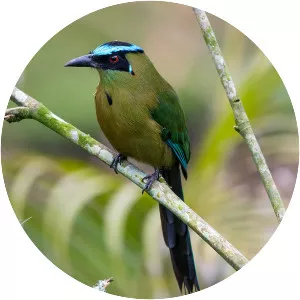 Andean motmot