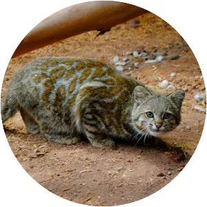 Andean mountain cat