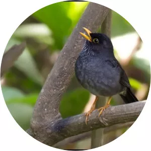 Andean slaty thrush - Bird