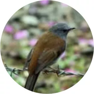 Andean solitaire