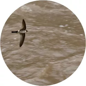 Andean swift