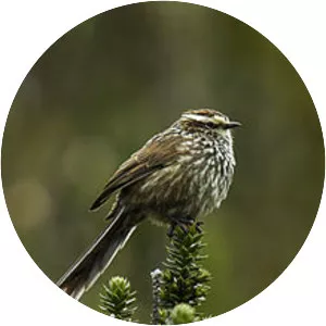 Andean tit-spinetail
