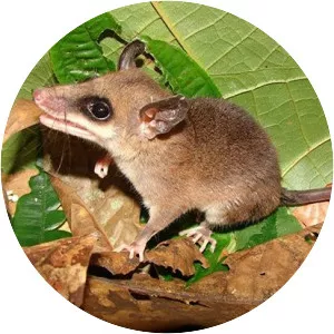 Anderson's four-eyed opossum