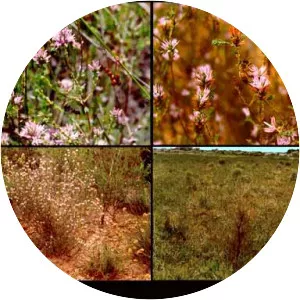 Andersonia gracilis - 