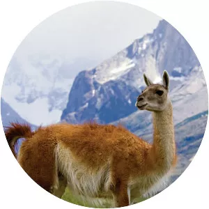 Andes to Amazon - TV series