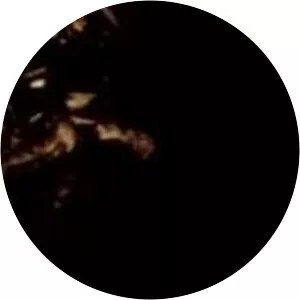 andi schnitzer johannes braun