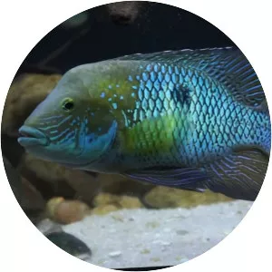 Andinoacara stalsbergi