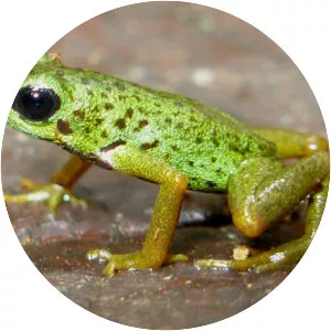 Andinobates altobueyensis